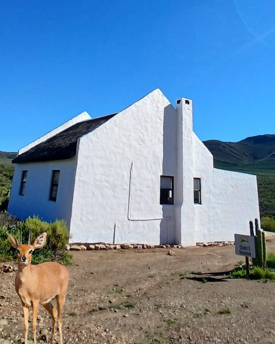 Steenbok Chalet