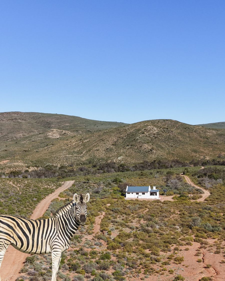 Zebra Chalet
