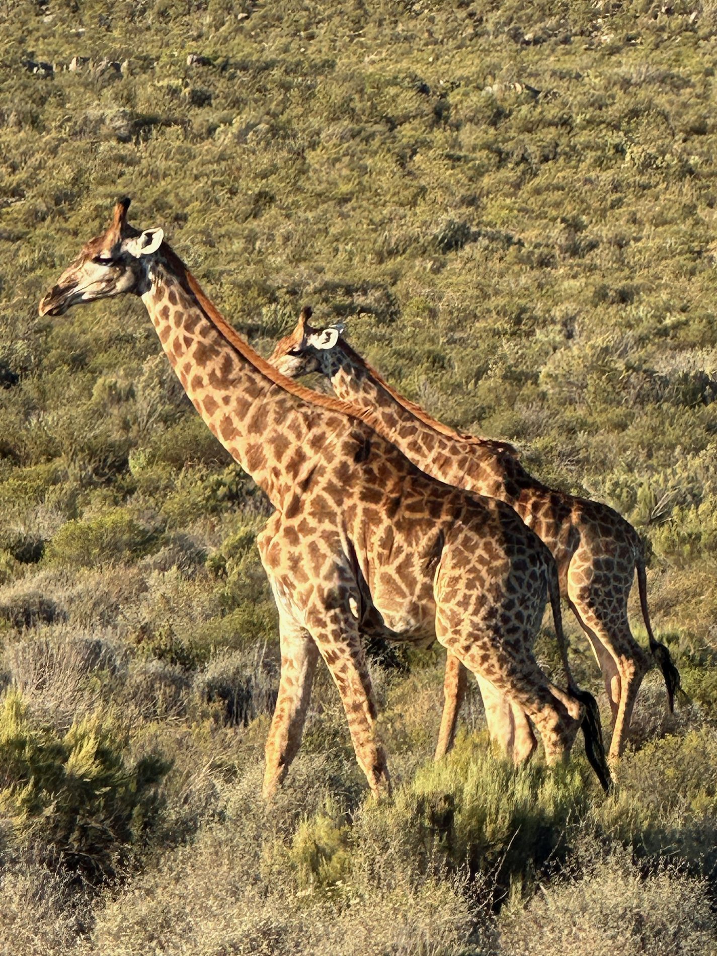 African Game Lodge gallery image