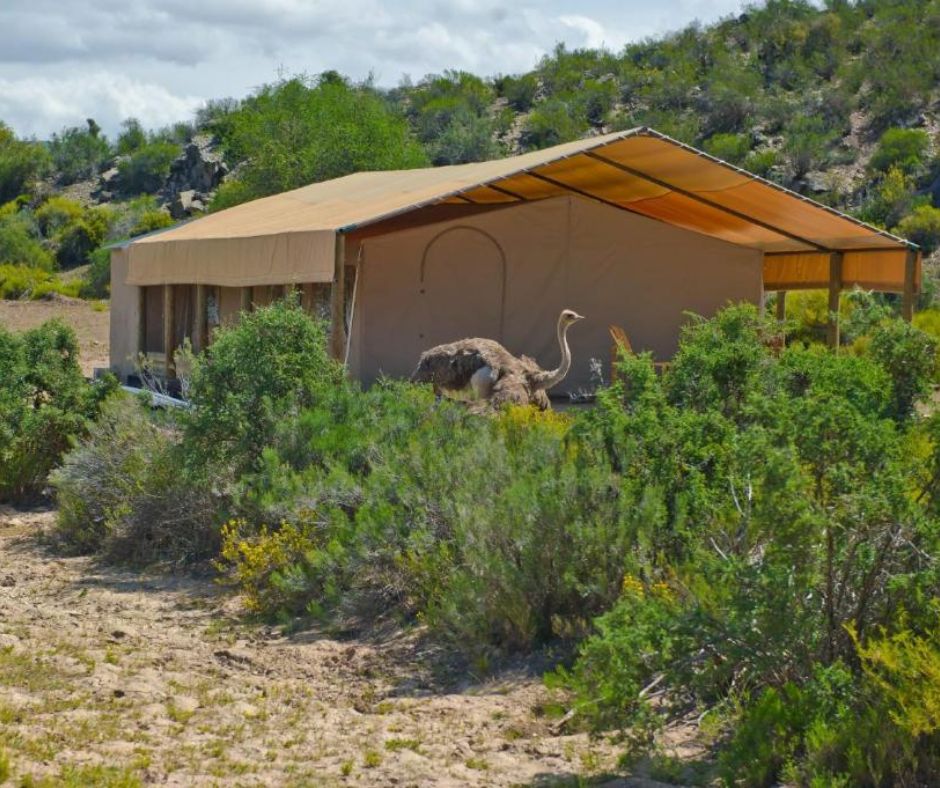 Luxury tent exterior